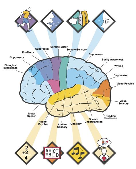 Brain Diagram - ClipArt Best