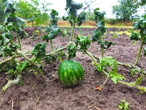 Можно ли сажать арбузы и дыни рядом: о чем не расскажет сосед по даче ...