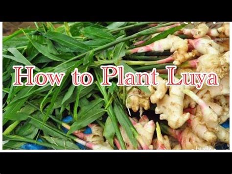 How To Plant Ginger At Home Ll Paano Magtanim Ng Luya Youtube