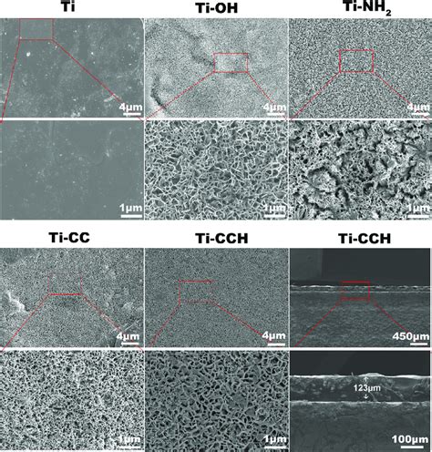 Sem Images Showing The Surface Morphology Of Ti Ti Oh Ti Nh