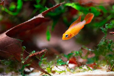 A Agassizii Fire Red Pair And Offspring Apistogramma