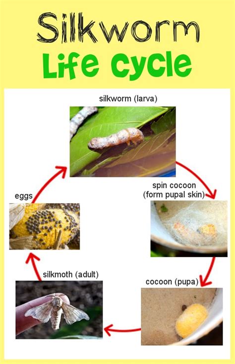 Life Cycle Of Bombyx Mori Life Cycle Of Silk Worm Bombyx, 40% OFF