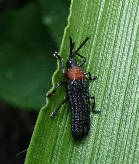 Chalepus Notula From Zona Rural De Paudalho Pernambuco On July