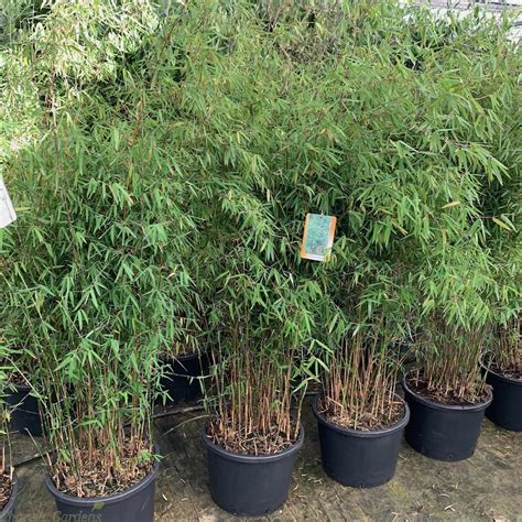 Buy Large Non Invasive Bamboo Fargesia Jiuzhaigou Nr 1 25 Litre