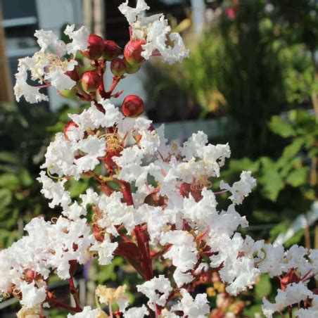 Lagerstroemia Indica Neige D T Lilas Des Indes