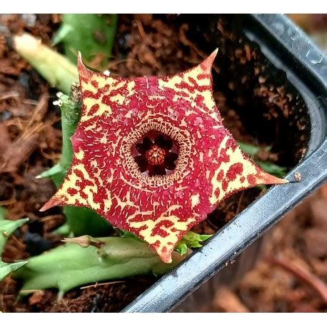 HUERNIA GRACHANG Cactus Don Francis