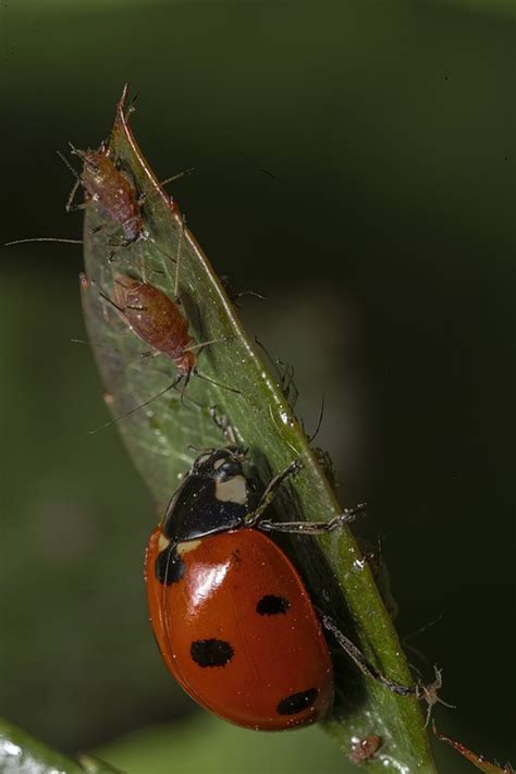 Insecte Entomologie Coccinelle Photo Gratuite Sur Pixabay