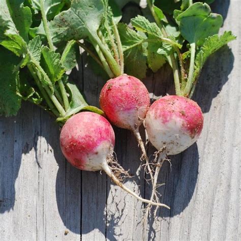 Radis rond rose à bout blanc 2 ab