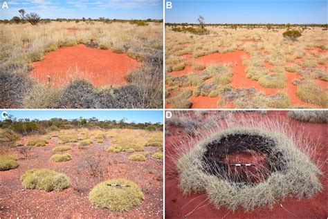 Discovery Of Fairy Circles In Australia Supports Self Organization