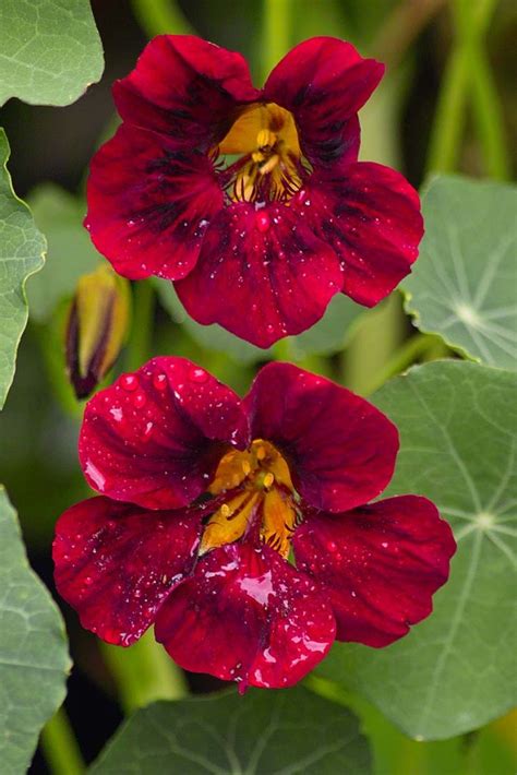 15 of the Best Nasturtium Varieties | Gardener’s Path