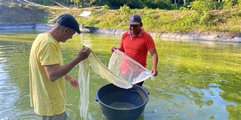 Crece Producci N De Alevines En Pet N Gobierno De Guatemala