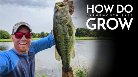 How Do Largemouth Bass Grow The Minimalist Fisherman