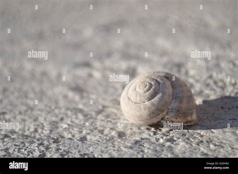 Detail view of snail shell Stock Photo - Alamy