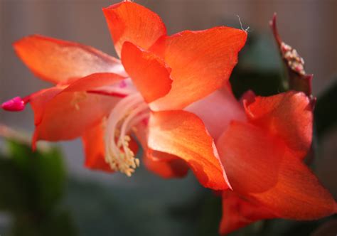 Já ouviu falar em flor de maio Veja como cuidar da planta e muito mais