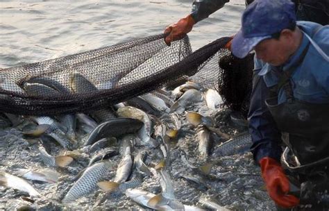 農民在魚塘拉網捕魚，不要羨慕養魚賺錢多，這活真的很辛苦！ 每日頭條