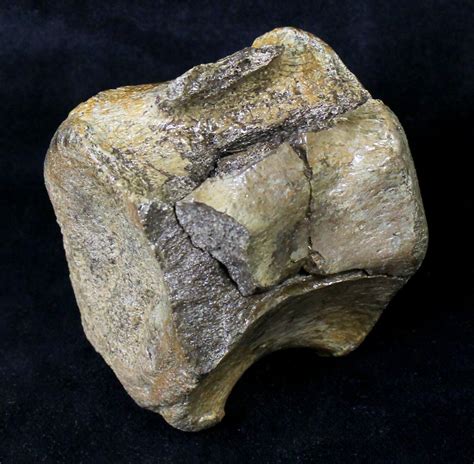 Bargain 2.6" Hadrosaur (Duck-Billed Dinosaur) Vertebra (#19040) For ...