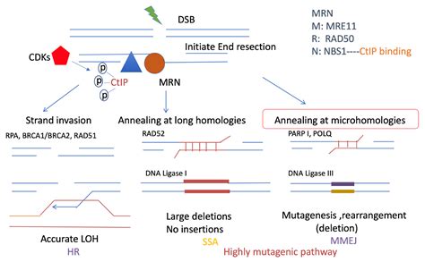 Ijms Free Full Text Contribution Of Microhomology To Genome