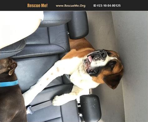 Adopt Saint Bernard Rescue Girardvillel Pa