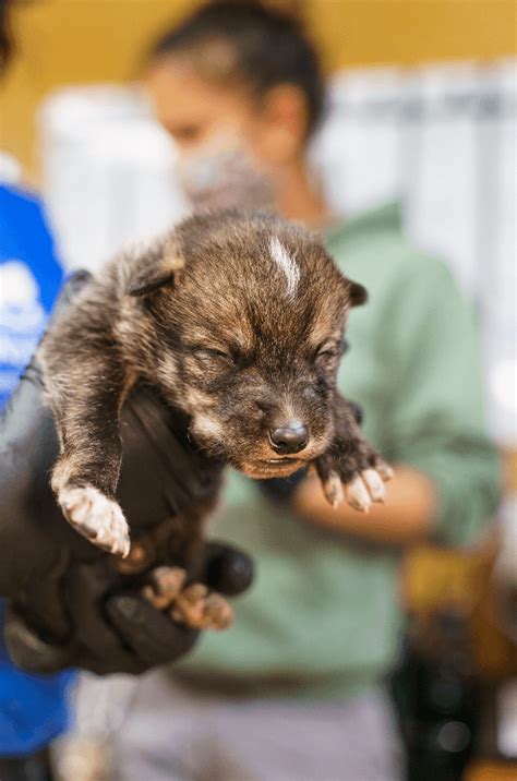 EWC Fosters 11 Mexican Wolf Pups to the Wild | Mexican wolf, Pup ...