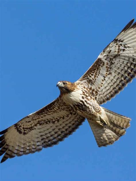 Hawk Symbol Meaning: Spiritual Symbolism And Meanings