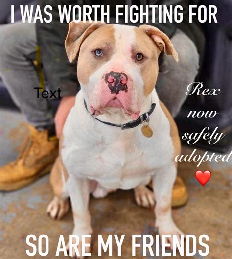 update   xl carla lane animals   liverpool