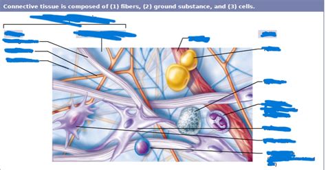 Connective Tissues Diagram Quizlet