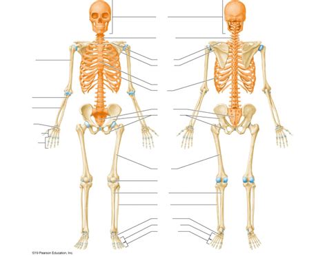 Skeleton practice Quiz