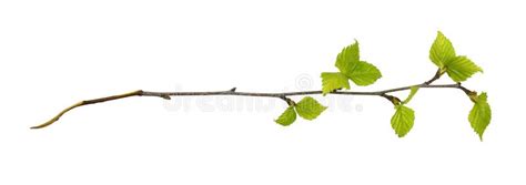 Twig Of Birch With Spring Small Green Leaves Isolated Stock Photo