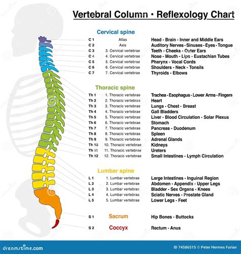 Vertebral Column Reflexology Chart Stock Vector - Illustration of care