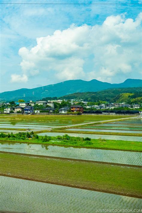 Japanese Rice Field