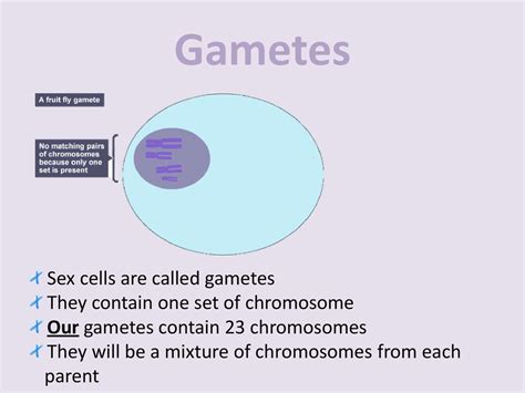 Haileybury Igcse Biology Ppt Download