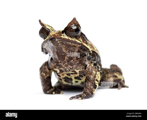 Long Nosed Horned Frog Facing At The Camera Megophrys Nasuta Isolated