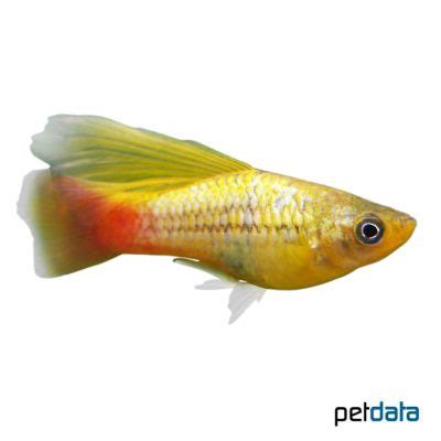 Golden Hi Fin Variable Platy Xiphophorus Variatus Var Pet Wiki