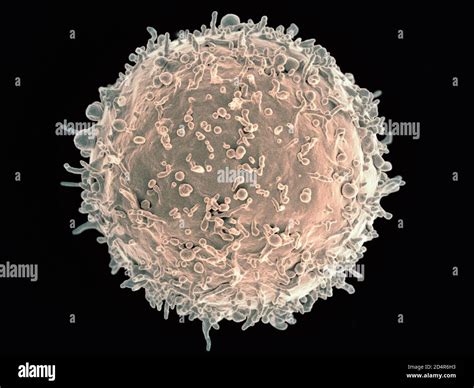 Linfocito microscopia electrónica fotografías e imágenes de alta