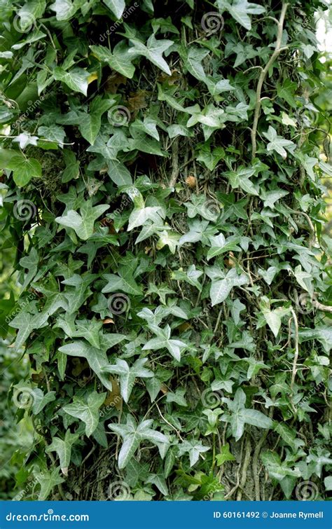 English Ivy Covered Forest Tree Trunk Stock Photo Image Of Vine