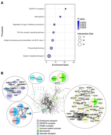 Enrichment And Protein Protein Interaction Analyses Reveal Vesicle And