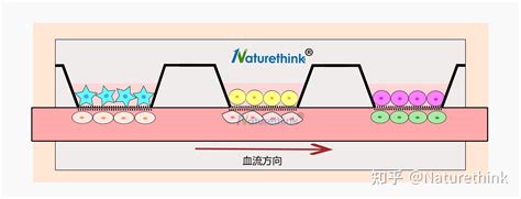 细胞共培养体系（共培养模型、共培养小室）的建设 知乎