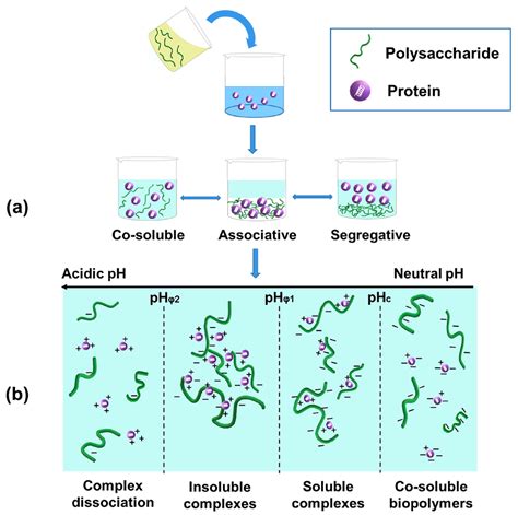 Gels Free Full Text Maillard Type Proteinpolysaccharide Conjugates And Electrostatic