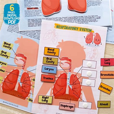 Respiratory System Preschool Learning Activity Human Body Learning For