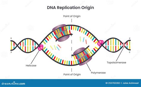 Enzyme Dna Helicase Royalty Free Illustration CartoonDealer