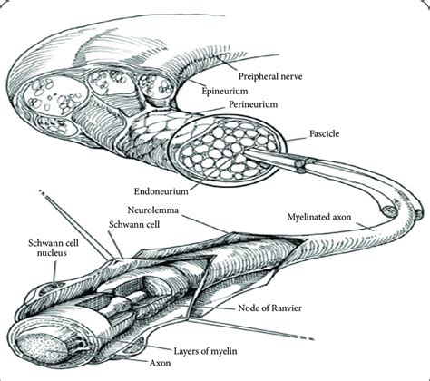 Myelinated Axon. Reprinted from Techniques in Regional Anesthesia and... | Download Scientific ...