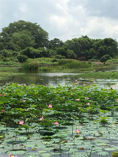 Kranji Marshes Official Opening Today — Stephen Caffyn Landscape Design