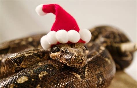 Top 10 Weird and Exotic Animals Wearing Santa Hats