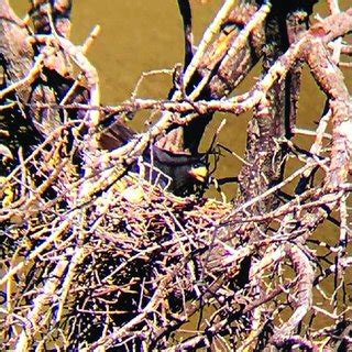 Female Common Black Hawk (Buteogallus anthracinus) nesting at Cueva de ...