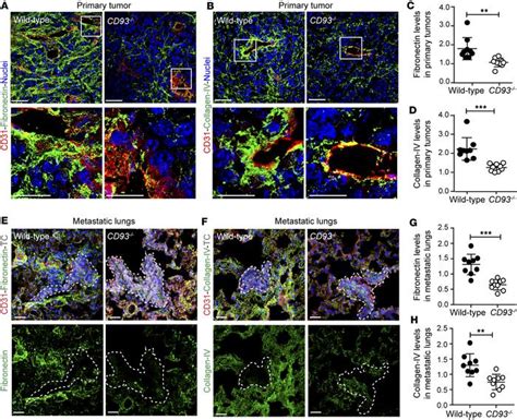 Jci Insight Cd Maintains Endothelial Barrier Function And Limits