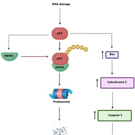 Regulation Of P53 P53 Is A Tumour Suppressor Protein Which Leads To