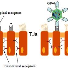 (PDF) Lentiviral Vectors and Cystic Fibrosis Gene Therapy