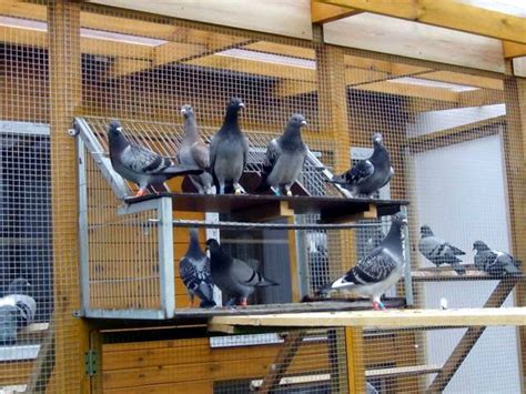 Palomar, Racing Pigeon Lofts, Pigeon Loft Design, Pet Pigeon, Pigeon ...