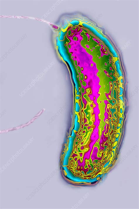 Cholera Bacterium Tem Stock Image C0503801 Science Photo Library