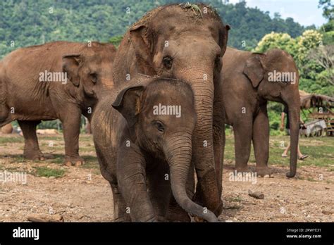 Chiang Mai Tailandia 31º de agosto de 2023 Una elefante hembra es